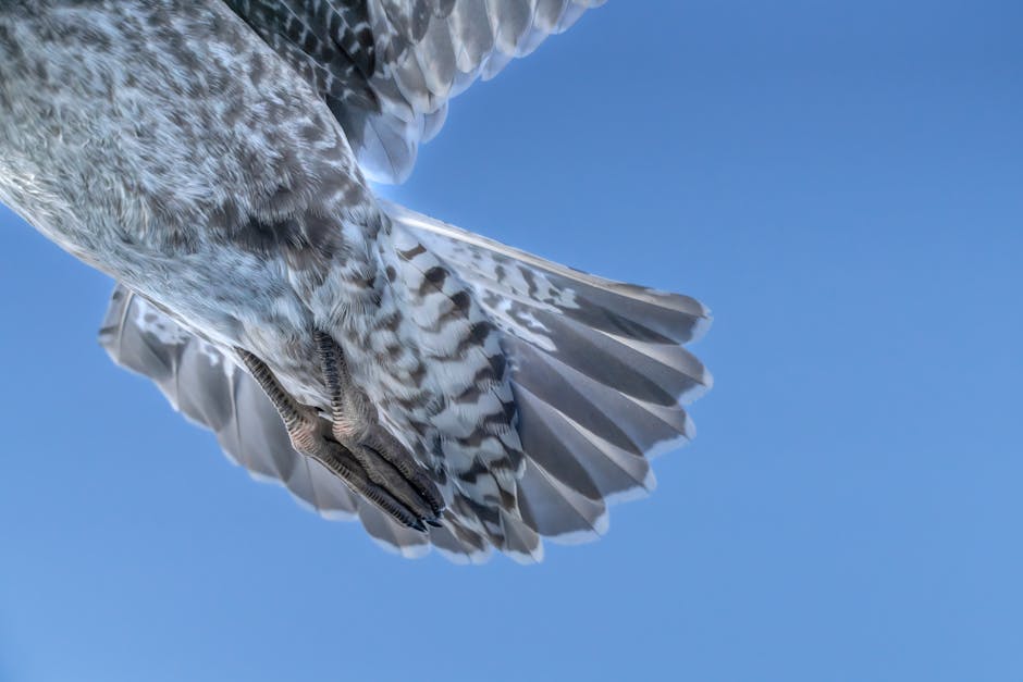 Detailed capture of a seagull in flight over Antarctica, showcasing gray feathers against a bright blue sky.