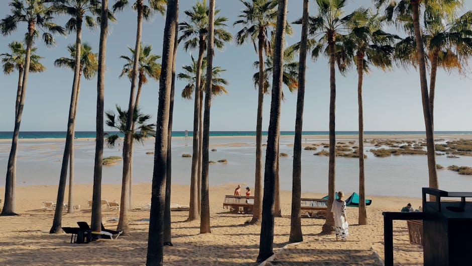Explore a serene beach with tall palm trees and a tranquil sea view in the Canary Islands.